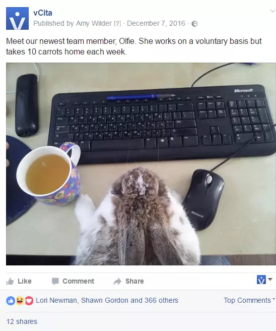 Olfie, our in-house rabbit