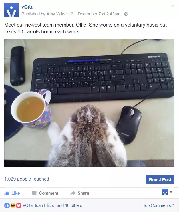Olfie, our in-house rabbit