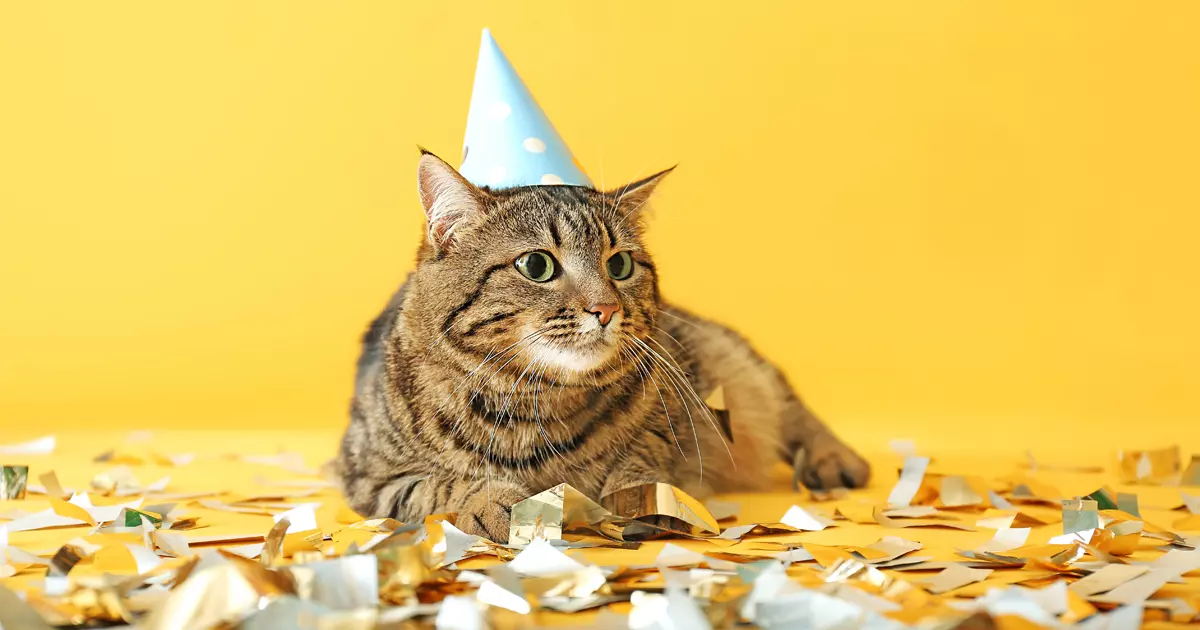 5 façons de célébrer l'anniversaire de votre chat